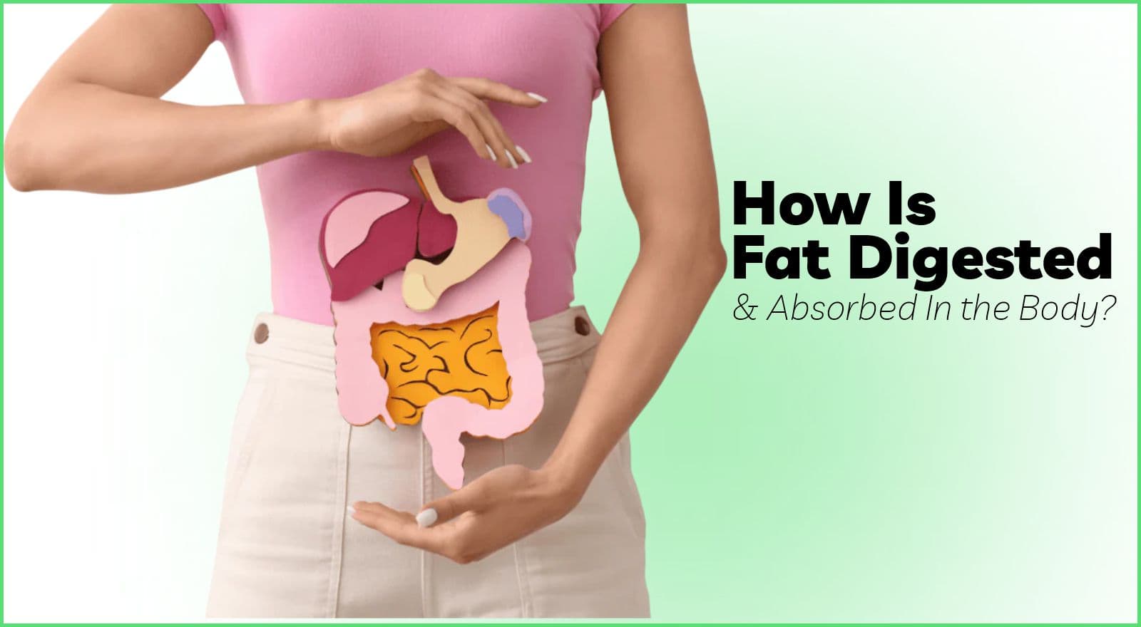 How Is Fat Digested And Absorbed In Your Body? Discover The Science