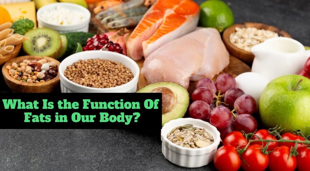Body Function What Is The Function Of Fats In Our Body? | ToneOpFit